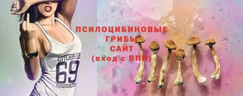 где найти наркотики  Полярные Зори  Псилоцибиновые грибы Cubensis 